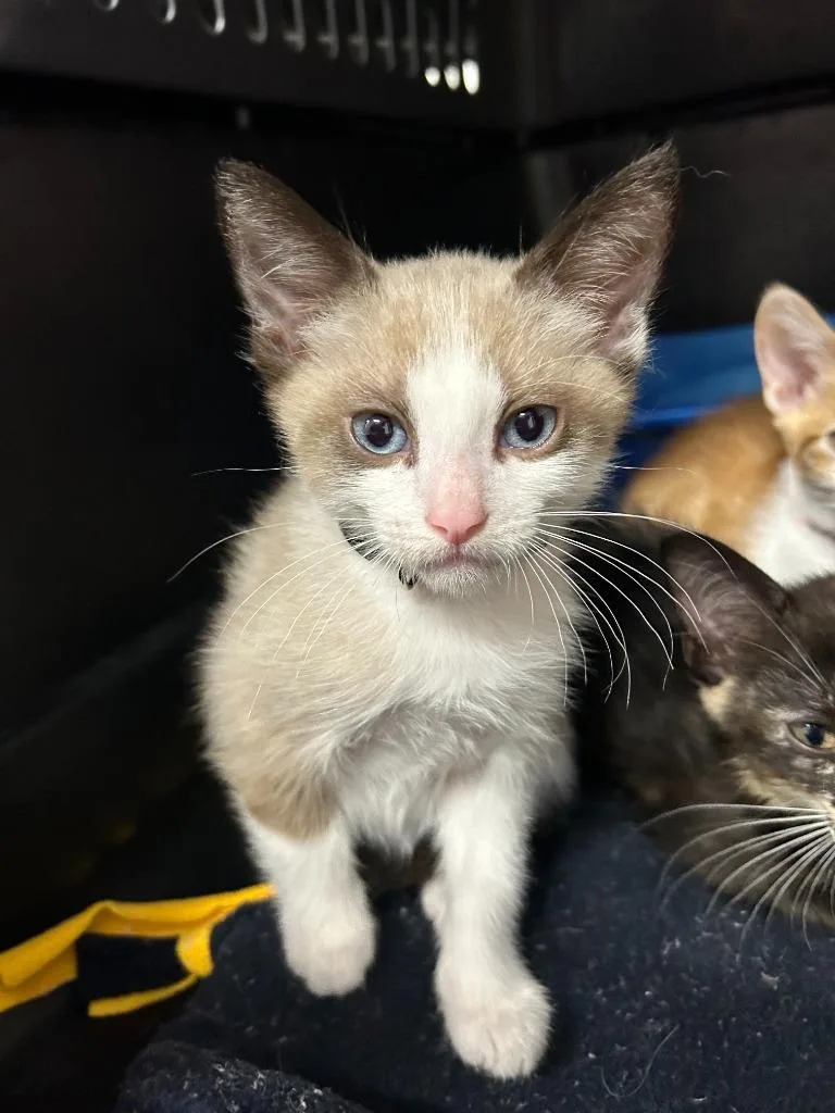 A baby small-sized male Domestic Short Hair cat named Alan for adoption in Thousand Oaks, CA