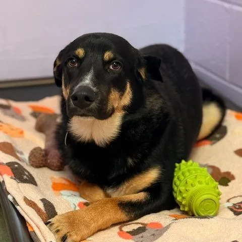 Maverick thumbnail 2