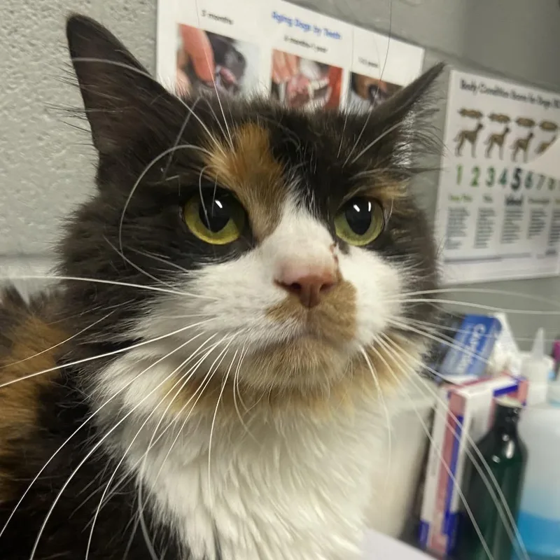 An adult medium-sized female Calico Domestic Medium Hair cat named Meowgaret for adoption in Allentown, PA