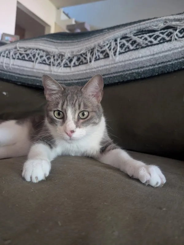 An adult medium-sized male Domestic Short Hair cat named Toby for adoption in Bonsall, CA