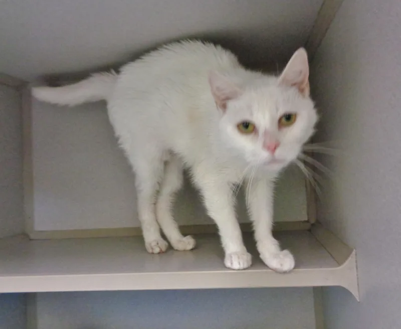 Ladyfinger thumbnail 2