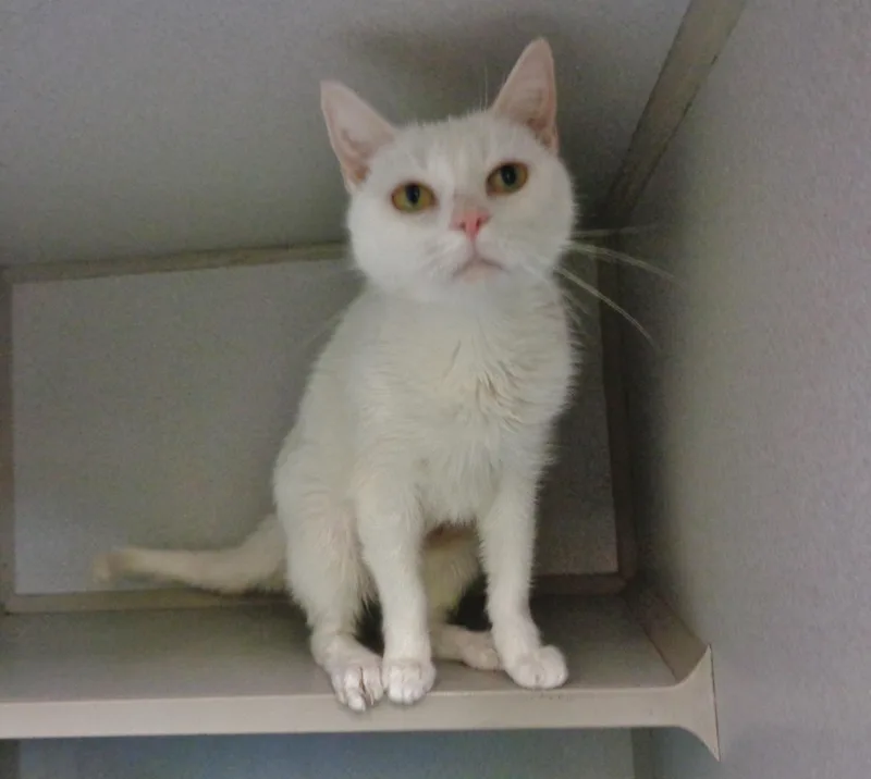 Ladyfinger thumbnail 3