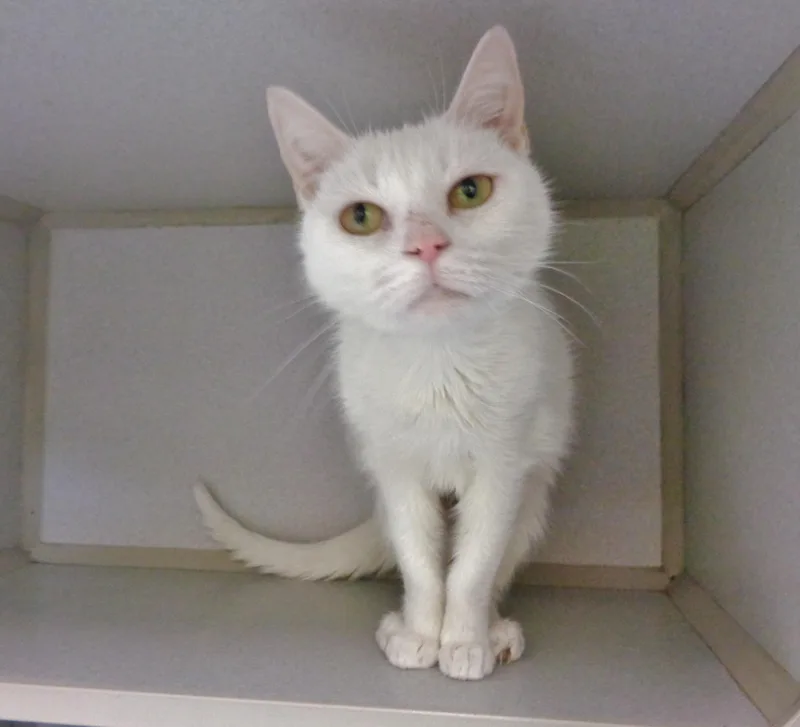 Ladyfinger thumbnail 4