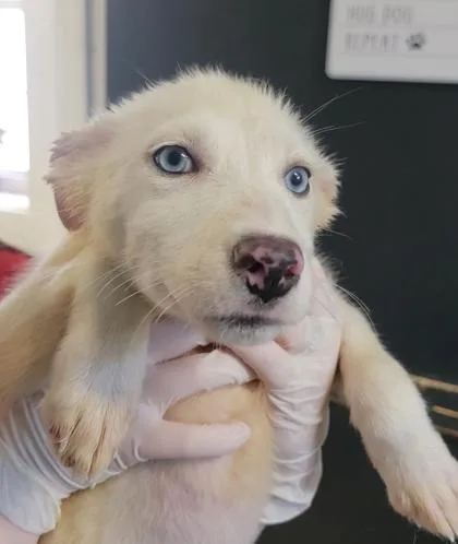 A baby medium-sized female Mixed Breed dog named Hessa for adoption in West Chester, PA