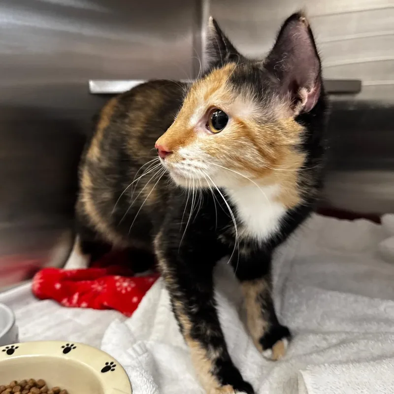 A young medium-sized female Domestic Short Hair cat named Honey for adoption in Henderson, NV
