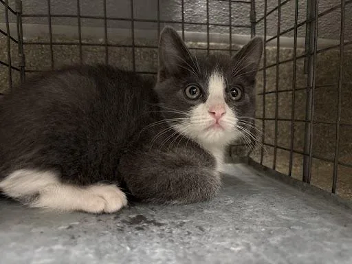 A baby small-sized female Domestic Short Hair cat named Korra for adoption in Las Vegas, NV