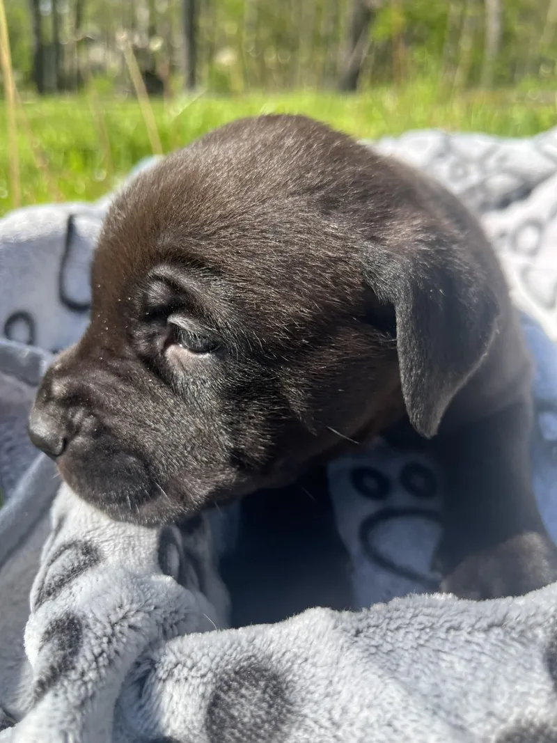 A baby large-sized female Cane Corso dog named Luna for adoption in Youngstown, OH