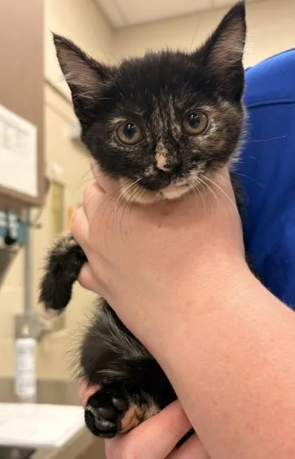 A baby small-sized female Domestic Short Hair cat named Juniper for adoption in Fishers, IN