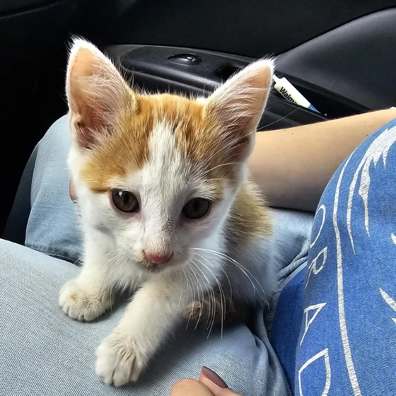 A baby small-sized male White Domestic Short Hair cat named Bucket for adoption in West Plains, MO