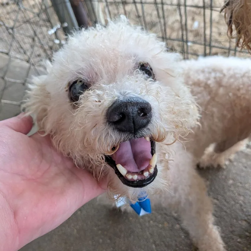 A senior small-sized male White / Cream Bichon Frise dog named Goose for adoption in Ocala, FL
