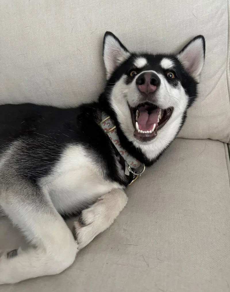 An adult medium-sized female Black Siberian Husky dog named Galena for adoption in Scottsdale, AZ