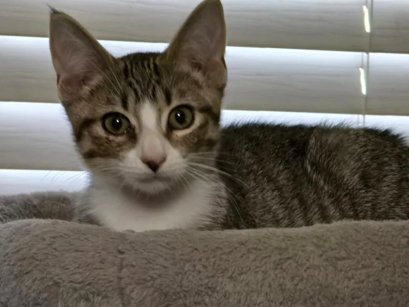 A baby medium-sized female Domestic Short Hair cat named Mikayla for adoption in hinckley, IL