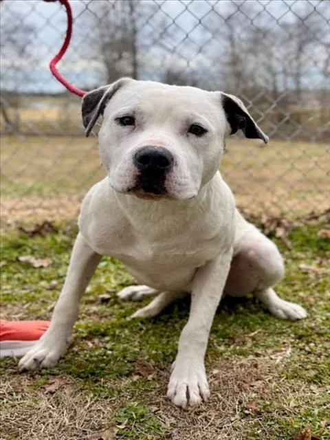 A young large-sized male American Bulldog dog named Winter Warlock for adoption in Cookeville, TN