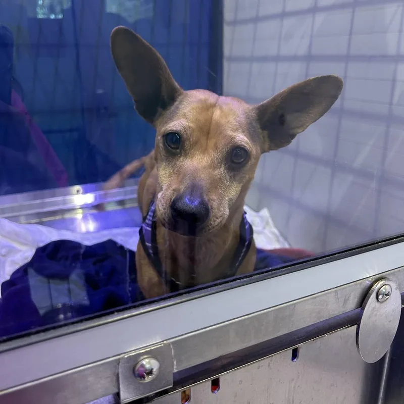 An adult small-sized female Red / Chestnut / Orange Dachshund dog named Pumpkin Pie for adoption in Jupiter, FL