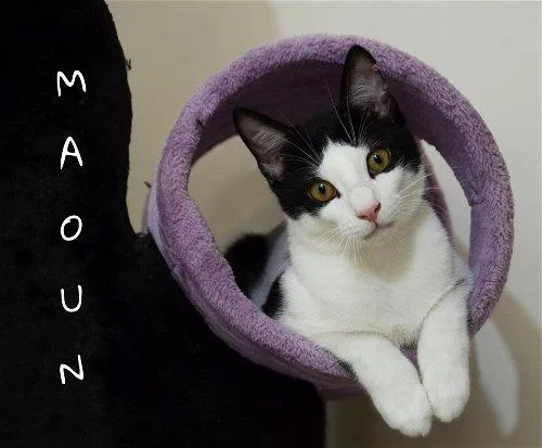 An adult small-sized male Domestic Short Hair cat named Maoun for adoption in Brooklyn, NY