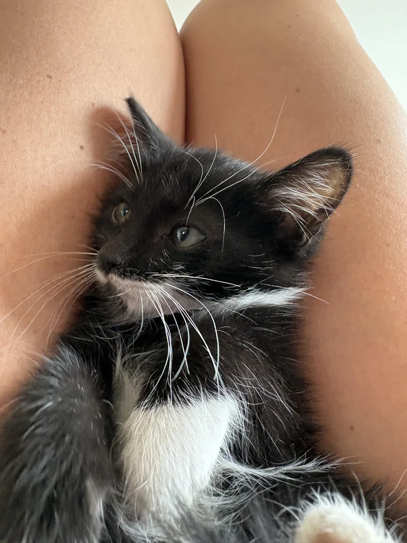 A baby medium-sized male Black Domestic Short Hair cat named Steve for adoption in Fruit Heights, UT