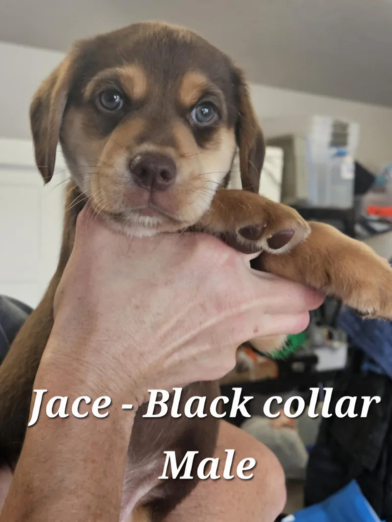 Jace