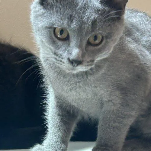 Olive thumbnail 2