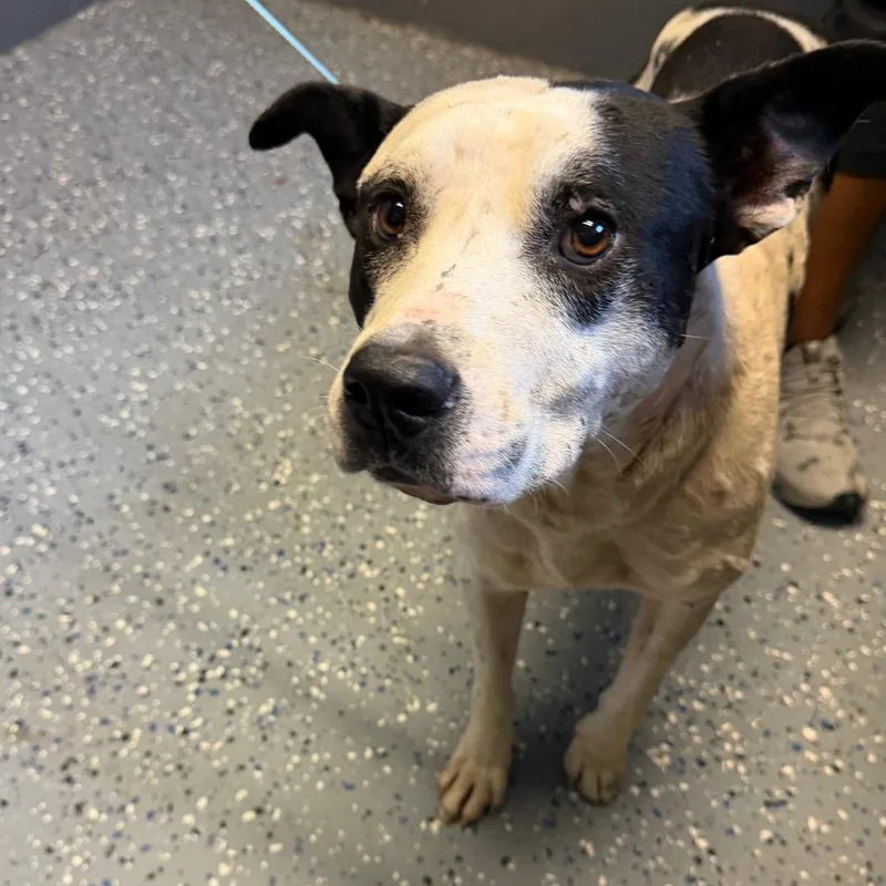 An adult medium-sized male White / Cream Pit Bull Terrier dog named TUSCStray for adoption in Tuscaloosa, AL