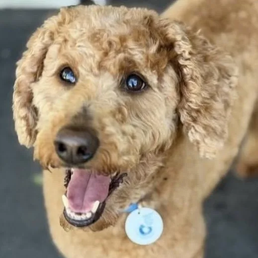 An adult medium-sized female Red / Chestnut / Orange Goldendoodle dog named Lisa for adoption in Santa Rosa, CA