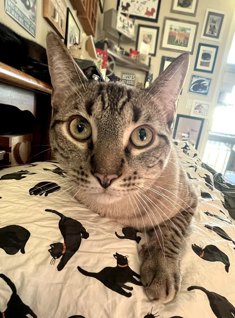 A young large-sized male Domestic Short Hair cat named Sable for adoption in La Puente, CA