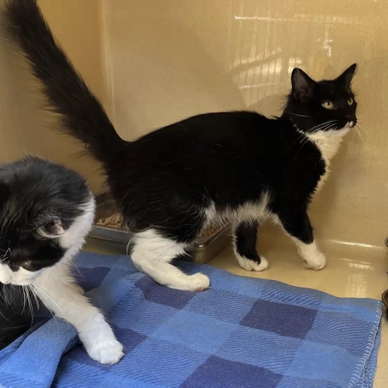 A baby medium-sized male Black Domestic Long Hair cat named Bowtie for adoption in Clarksville, VA
