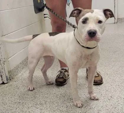An adult large-sized female White / Cream Pit Bull Terrier dog named Tutti Frutti for adoption in Kansas City, MO