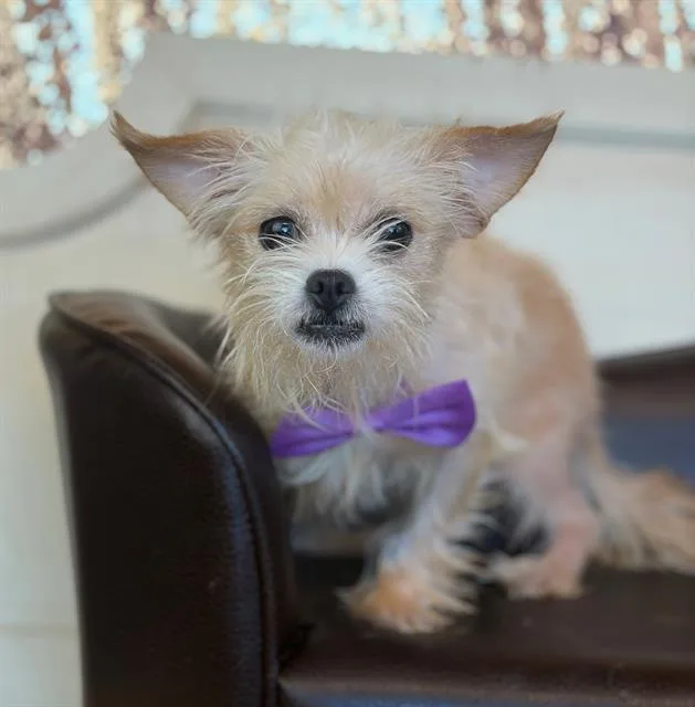 An adult small-sized male Chihuahua dog named The Grinch for adoption in Fairfield, CA