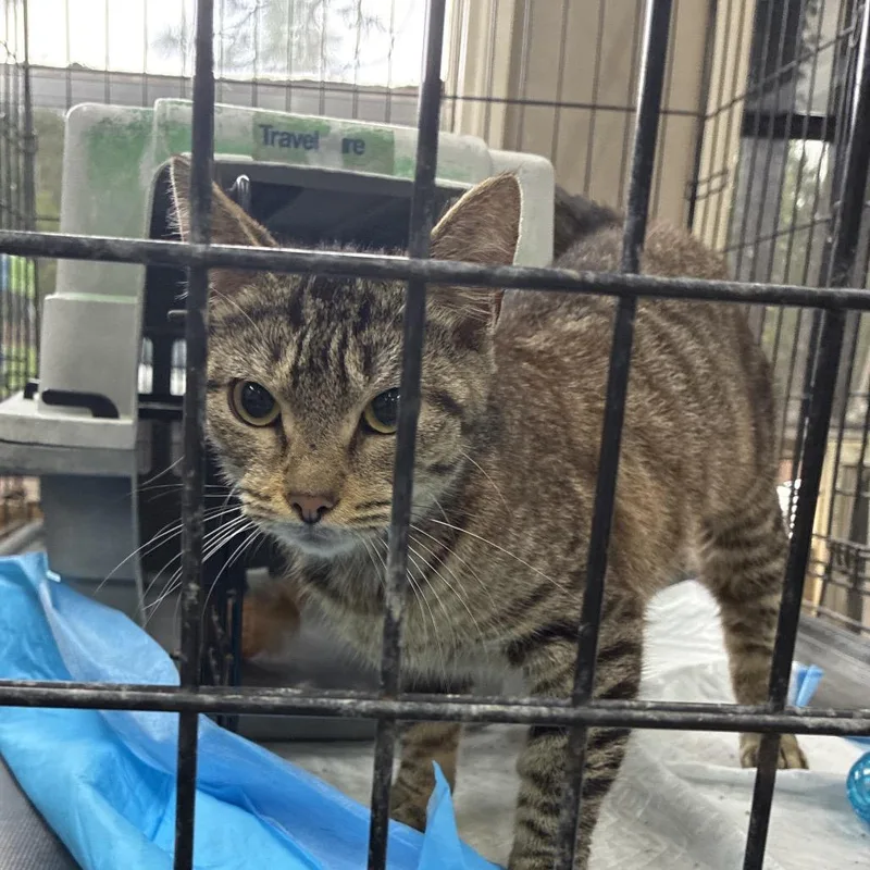 A young small-sized female Gray / Blue / Silver Domestic Short Hair cat named Ruby for adoption in Hattiesburg, MS