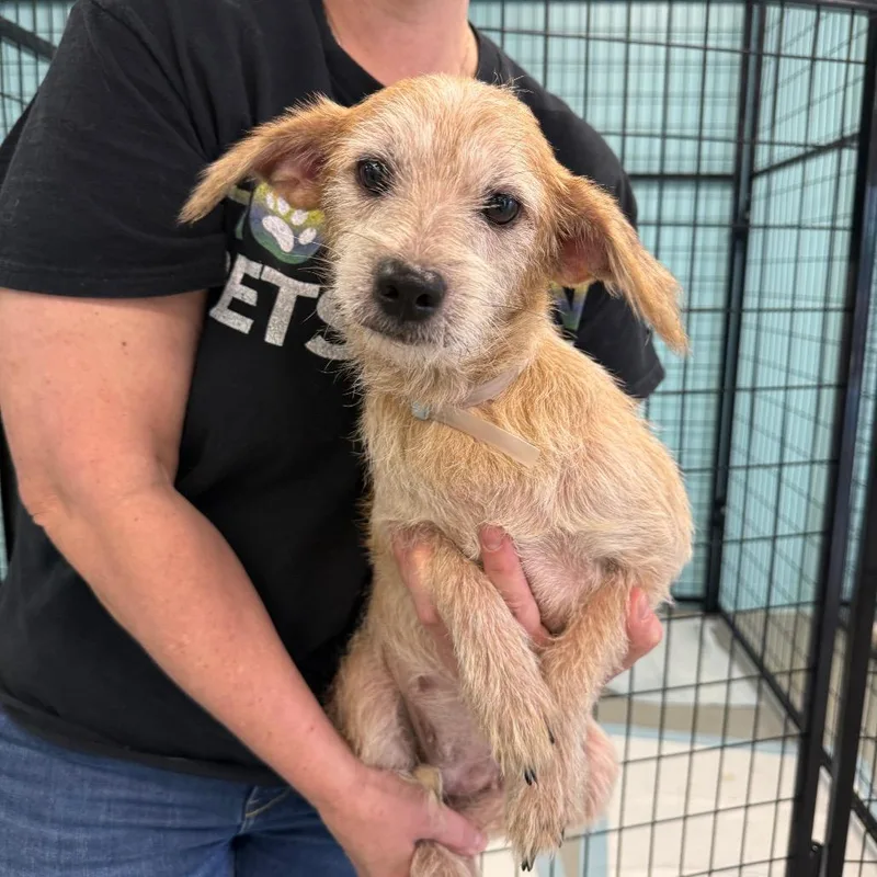 An adult small-sized female Yellow / Tan / Blond / Fawn Chihuahua dog named Lara for adoption in Houston, TX