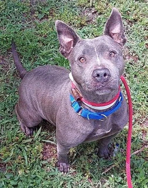 An adult medium-sized female American Staffordshire Terrier dog named Mama for adoption in Fort Lauderdale, FL