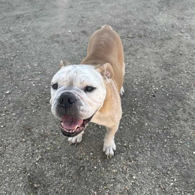 A senior medium-sized female American Bulldog dog named Penelope for adoption in Thousand Palms, CA