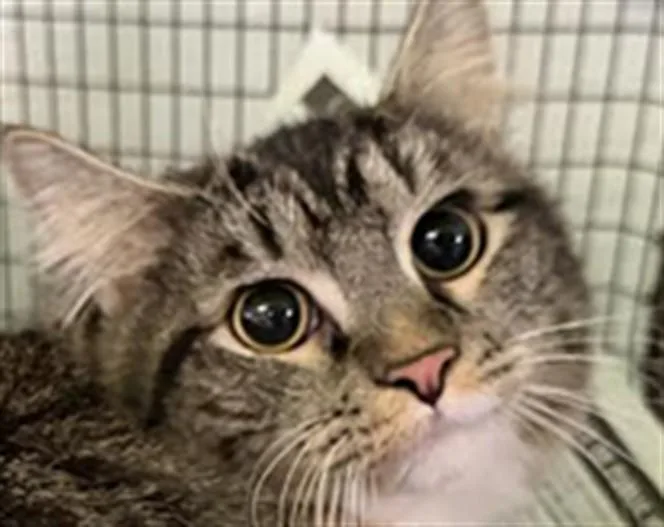 A young small-sized female Domestic Short Hair cat named Mochi for adoption in Los Angeles, CA