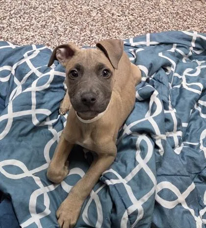 A baby small-sized male Pit Bull Terrier dog named Zippo for adoption in Westland, MI