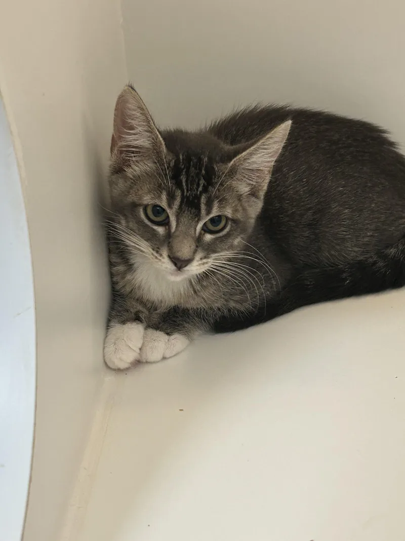A baby small-sized female Domestic Short Hair cat named Claudia for adoption in Honolulu, HI