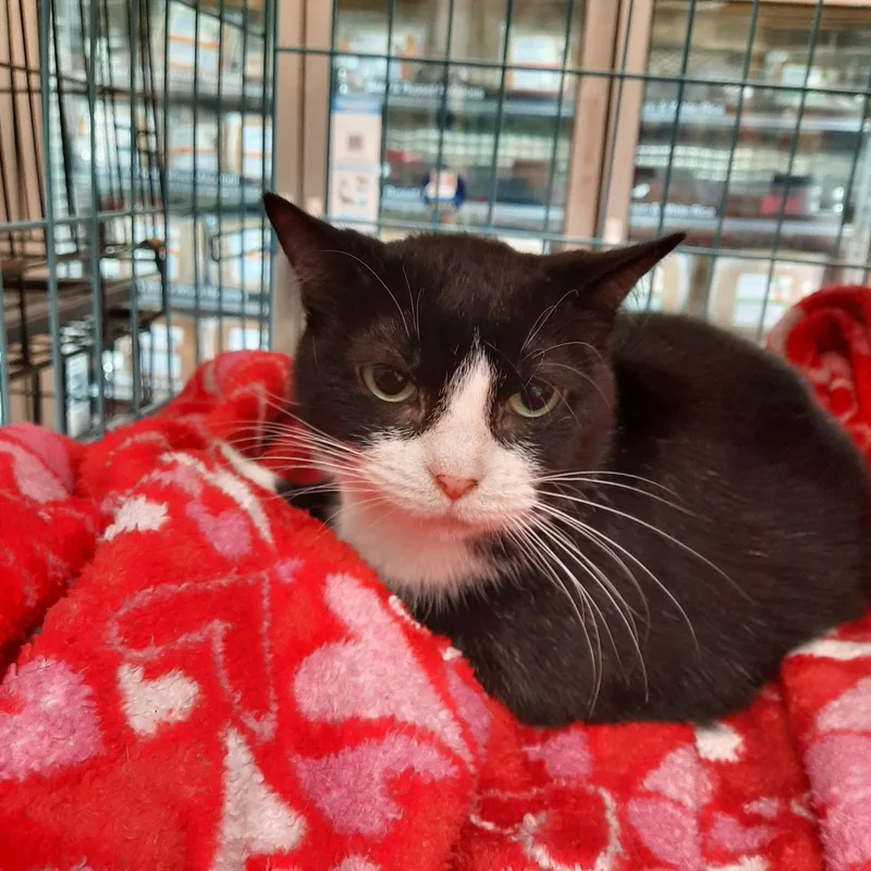 An adult medium-sized female Domestic Short Hair cat named Shotzi for adoption in Huffman, TX