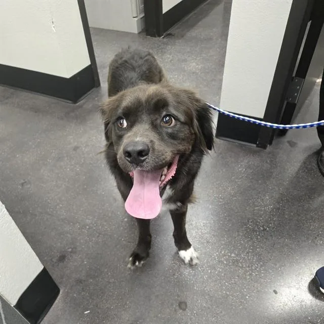 An adult small-sized female Border Collie dog named Remi for adoption in Wylie, TX