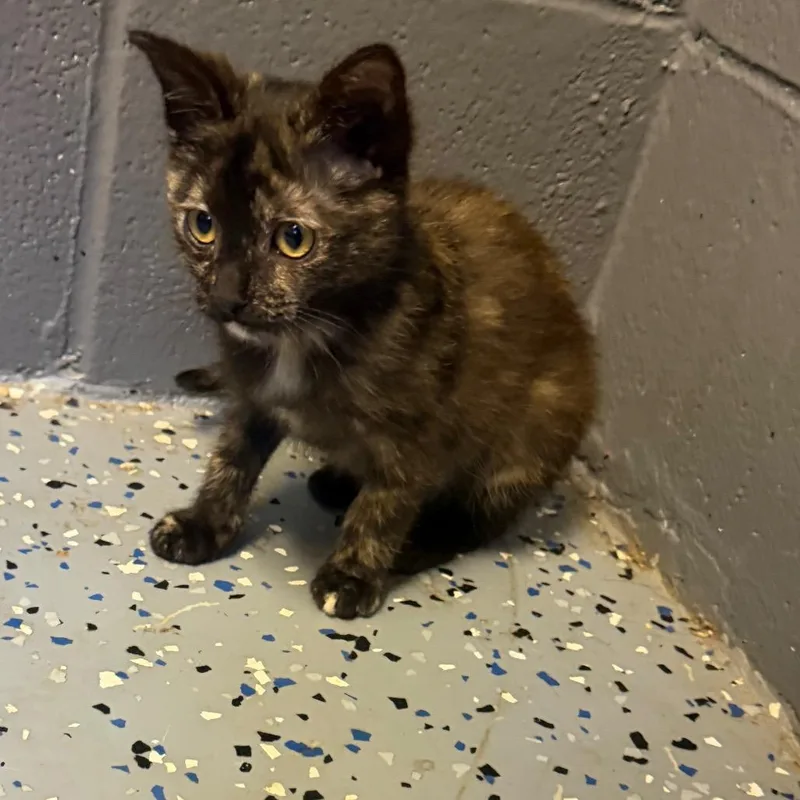 A baby small-sized female Tortoiseshell Domestic Short Hair cat named Brookie for adoption in Tuscaloosa, AL