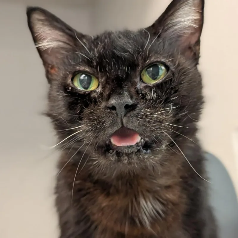 A senior medium-sized female Black Domestic Short Hair cat named Elsa for adoption in Pittsburgh, PA