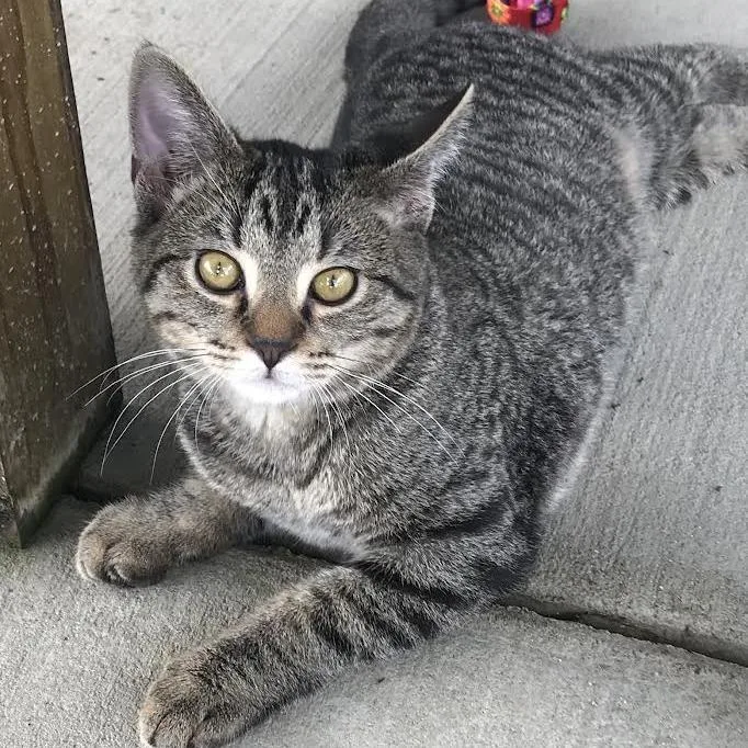 A baby small-sized male Brown / Chocolate Domestic Short Hair cat named Scat Cat for adoption in Smithville, TN
