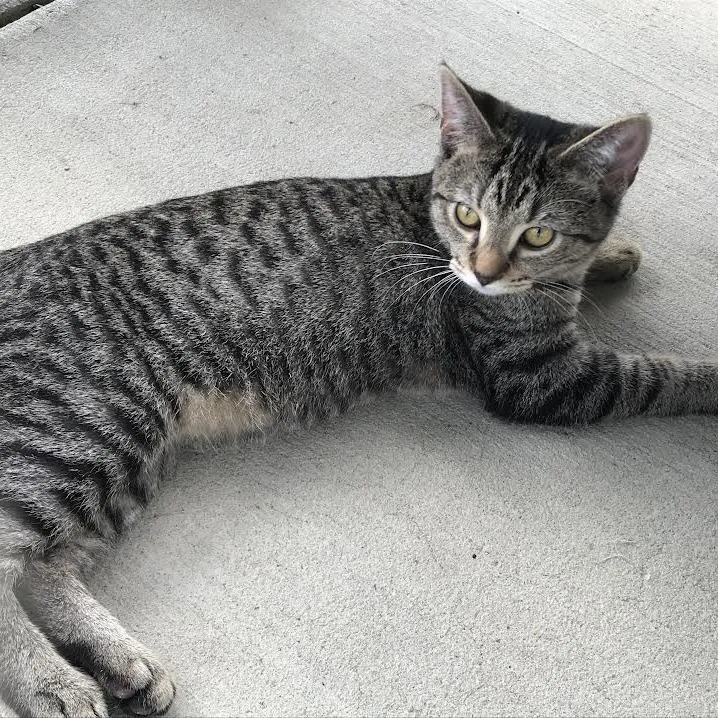 Scat Cat thumbnail 2