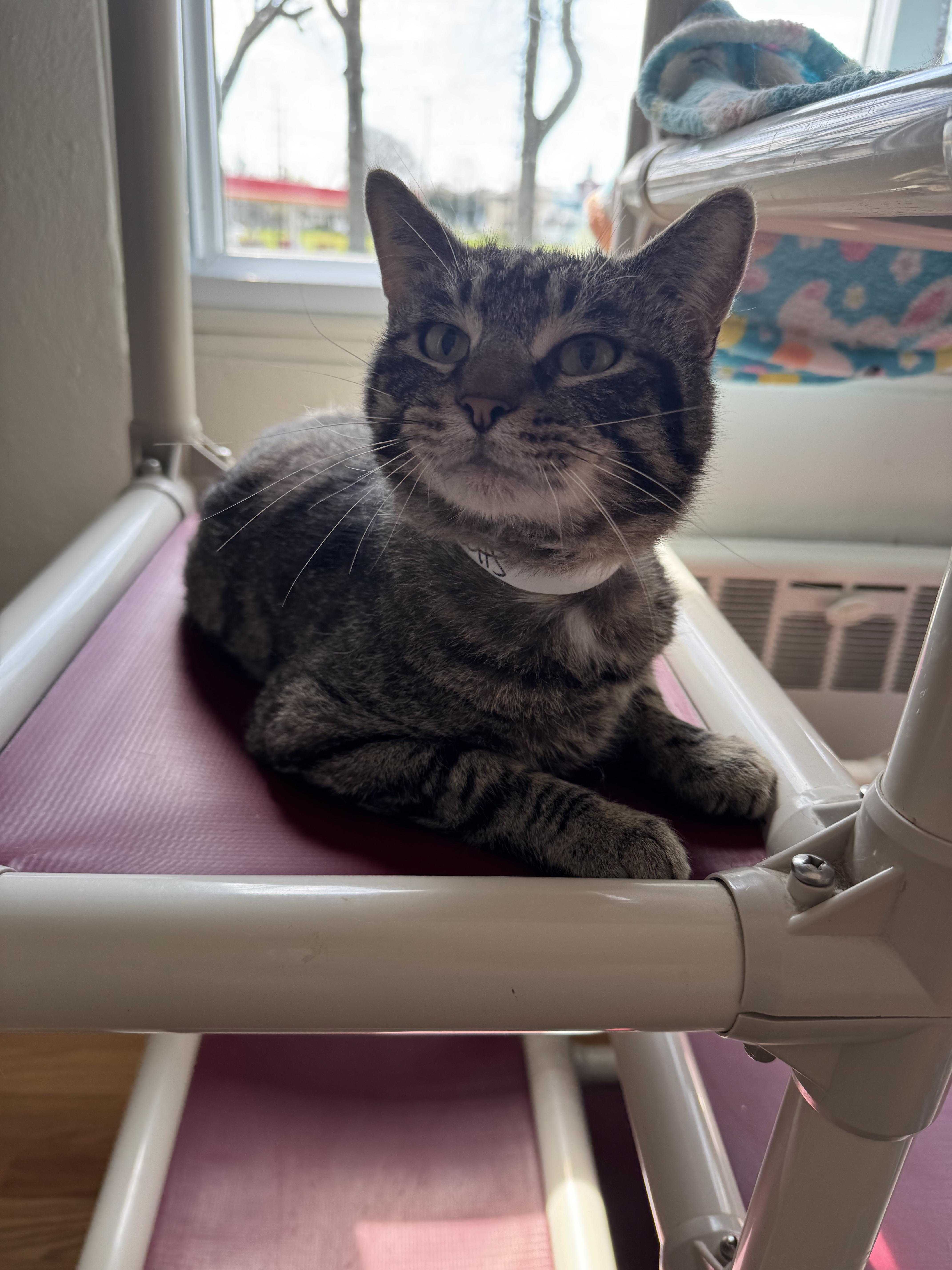 A young medium-sized male Tabby (Brown / Chocolate) Domestic Short Hair cat named Henry for adoption in Salem, OH