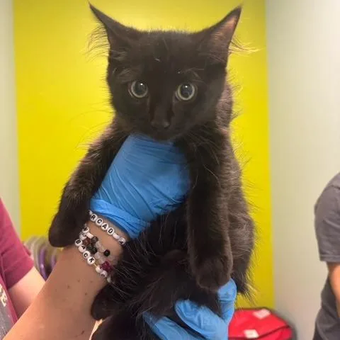 A baby small-sized female Black Domestic Medium Hair cat named Khloe for adoption in Mooresville, NC