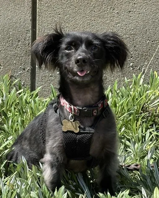 A young small-sized male Spaniel dog named Vern for adoption in Beverly Hills, CA