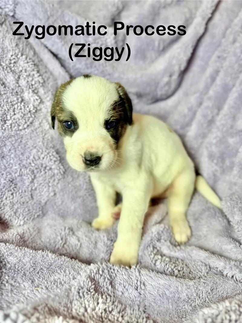 Ziggy thumbnail 2