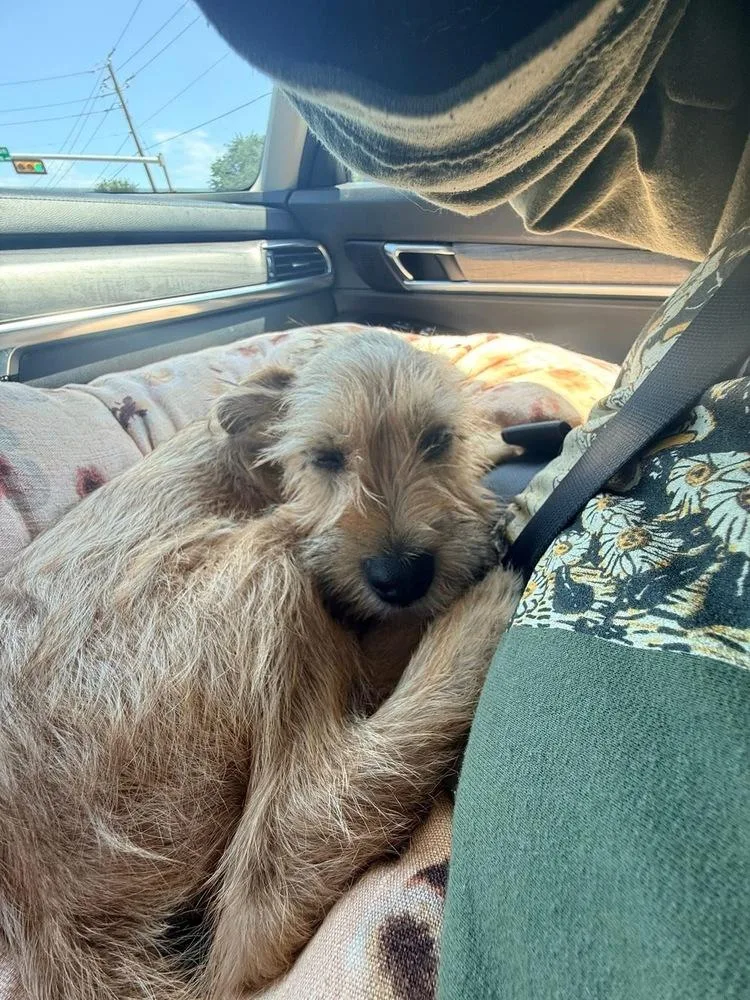 A baby medium-sized male Yellow / Tan / Blond / Fawn Terrier dog named Theodore “Theo”Coming Soon for adoption in Richardson, TX