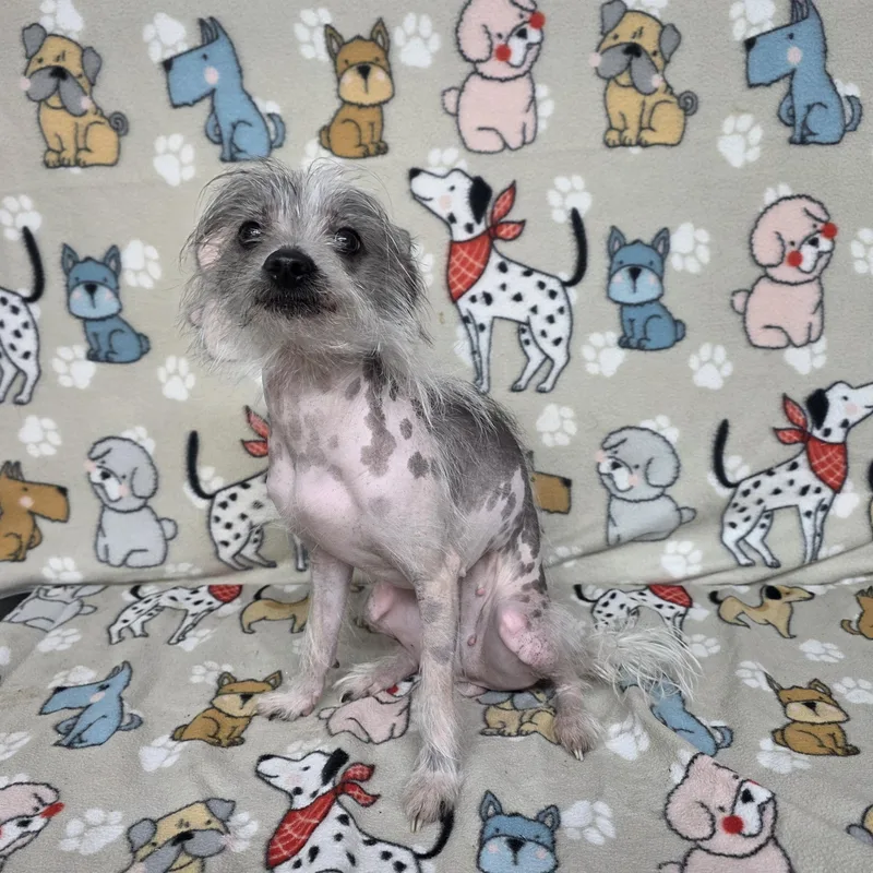 An adult small-sized female Gray / Blue / Silver Chinese Crested Dog dog named Peanut for adoption in Dallas, GA