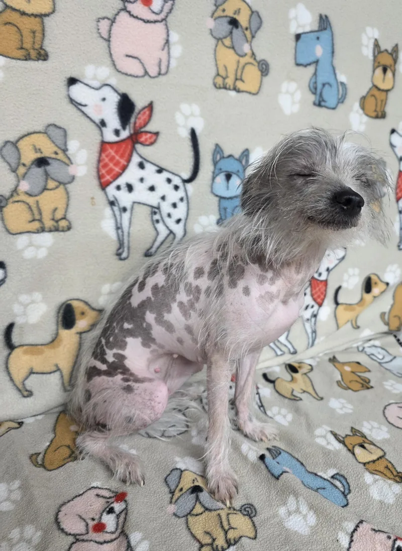 Peanut thumbnail 2