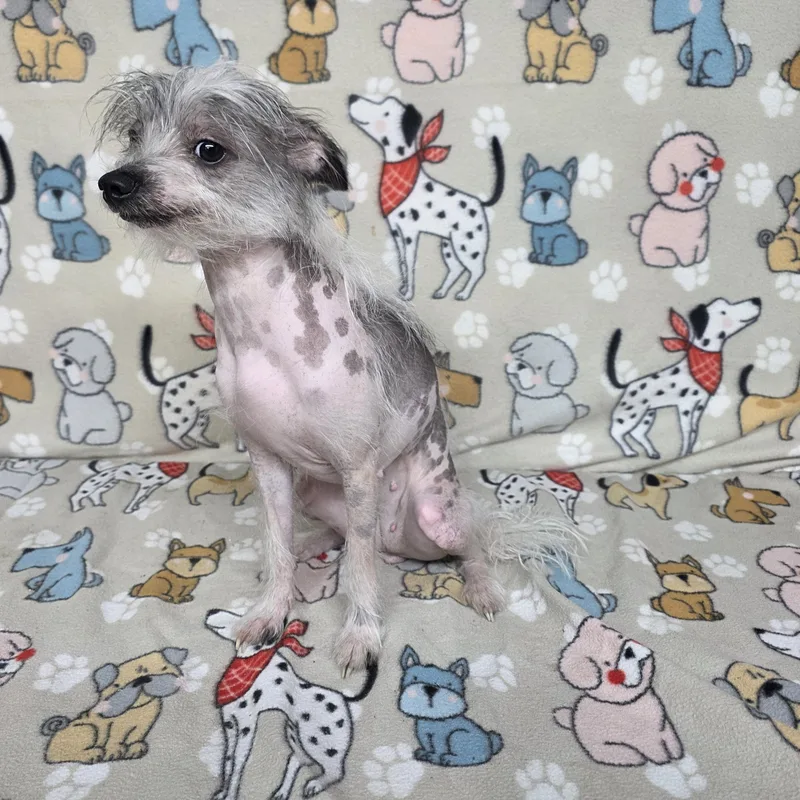 Peanut thumbnail 3