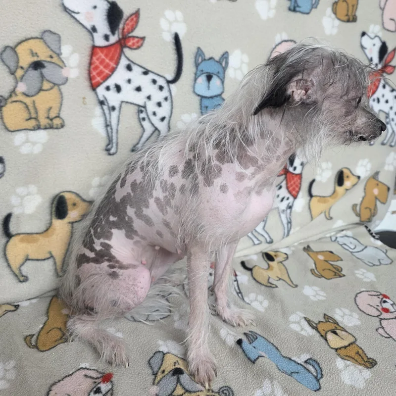 Peanut thumbnail 4